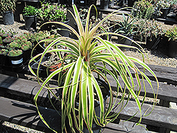 Gold Star Variegated Pony Tail Palm (Beaucarnea 'Gold Star') at Lakeshore Garden Centres