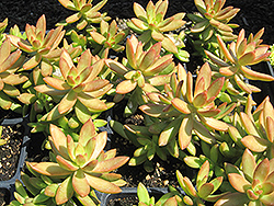 Golden Glow Stonecrop (Sedum adolphii 'Golden Glow') at Lakeshore Garden Centres