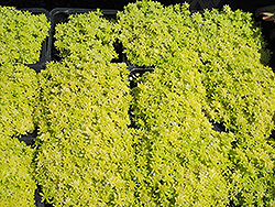 De Oro Stonecrop (Sedum 'De Oro') at Lakeshore Garden Centres