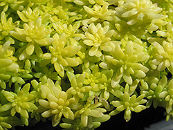 De Oro Stonecrop (Sedum 'De Oro') at Lakeshore Garden Centres