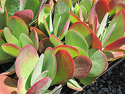Paddle Plant (Kalanchoe luciae) at Lakeshore Garden Centres