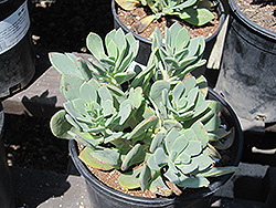 Rock Purslane (Calandrinia spectabilis) at Lakeshore Garden Centres