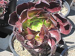 Plum Petals Aeonium (Aeonium 'Plum Petals') at Lakeshore Garden Centres