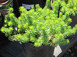 Golden Reflexed Stonecrop (Sedum rupestre 'Aureum') at Lakeshore Garden Centres