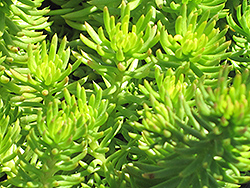 Golden Reflexed Stonecrop (Sedum rupestre 'Aureum') at Lakeshore Garden Centres