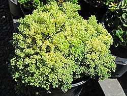 Irish Bouquet Aeonium (Aeonium lindleyi 'Irish Bouquet') at Lakeshore Garden Centres