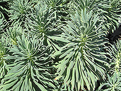 Wulfenii Mediterranean Spurge (Euphorbia characias ssp. wulfenii) at Lakeshore Garden Centres