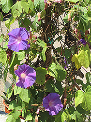 Blue Dawn Morning Glory (Ipomoea acuminata 'Blue Dawn') at Lakeshore Garden Centres