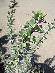 Ocotillo (Fouquieria splendens) at Lakeshore Garden Centres