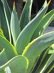 Variegated Smooth Agave (Agave desmetiana 'Variegata') at Lakeshore Garden Centres