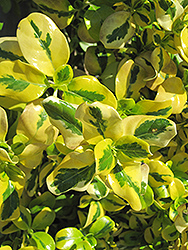 Taupata Gold Mirror Bush (Coprosma repens 'Taupata Gold') at Lakeshore Garden Centres