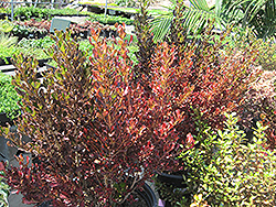Pacific Sunset Mirror Bush (Coprosma repens 'Jwncopps') at Lakeshore Garden Centres