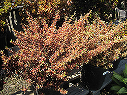 Fireburst Mirror Bush (Coprosma repens 'Fireburst') at Lakeshore Garden Centres