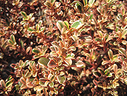 Fireburst Mirror Bush (Coprosma repens 'Fireburst') at Lakeshore Garden Centres