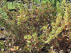 Pink Splendor Mirror Bush (Coprosma repens 'Pink Splendor') at Lakeshore Garden Centres
