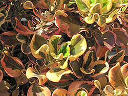 Pink Splendor Mirror Bush (Coprosma repens 'Pink Splendor') at Lakeshore Garden Centres