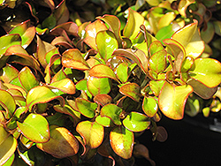Pina Colada Mirror Bush (Coprosma repens 'Pina Colada') at Lakeshore Garden Centres