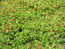 Red Apple Baby Sun Rose (Mesembryanthemum 'Red Apple') at Lakeshore Garden Centres