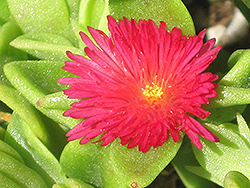 Red Apple Baby Sun Rose (Mesembryanthemum 'Red Apple') at Lakeshore Garden Centres
