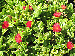 Red Apple Baby Sun Rose (Mesembryanthemum 'Red Apple') at Lakeshore Garden Centres