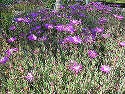 Purple Iceplant (Lampranthus productus) at Lakeshore Garden Centres
