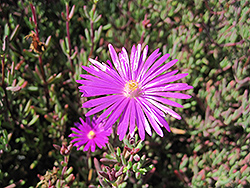 Purple Iceplant (Lampranthus productus) at Lakeshore Garden Centres