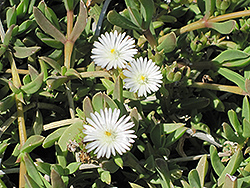 Alba Trailing Ice Plant (Delosperma congestum 'Alba') at Lakeshore Garden Centres