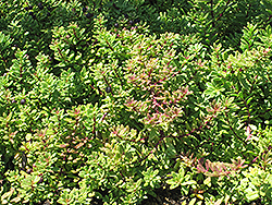 Pink Groundcover Myoporum (Myoporum parvifolium 'Pink Form') at Lakeshore Garden Centres