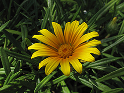 Treasure Flower (Gazania rigens) at Lakeshore Garden Centres