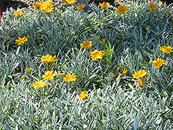 Orange Trailing Gazania (Gazania rigens var. leucolaena 'Orange') at Lakeshore Garden Centres