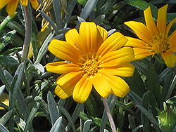 Orange Trailing Gazania (Gazania rigens var. leucolaena 'Orange') at Lakeshore Garden Centres