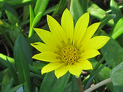 Trailing Gazania (Gazania rigens var. leucolaena) at Lakeshore Garden Centres