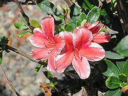 Dogwood Variegated Azalea (Rhododendron 'Dogwood Variegated') at Lakeshore Garden Centres
