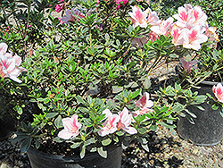 Pink Lace Azalea (Rhododendron 'Pink Lace') at Lakeshore Garden Centres