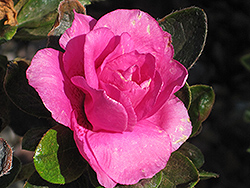 Happy Days Lavender Azalea (Rhododendron 'Happy Days Lavender') at Lakeshore Garden Centres