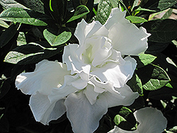 Alaska Azalea (Rhododendron 'Alaska') at Lakeshore Garden Centres