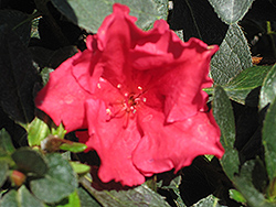 Red Bird Azalea (Rhododendron 'Red Bird') at Lakeshore Garden Centres