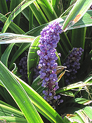 Gold Band Lily Turf (Liriope muscari 'Gold Band') at Lakeshore Garden Centres