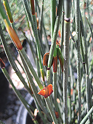 Large Cape Rush (Chondropetalum elephantinum) at Lakeshore Garden Centres