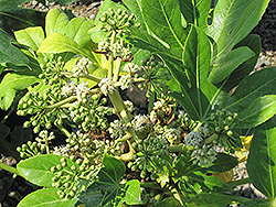 Japanese Fatsia (Fatsia japonica) at Lakeshore Garden Centres