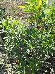 Victorian Box (Pittosporum undulatum) at Lakeshore Garden Centres