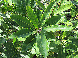 Victorian Box (Pittosporum undulatum) at Lakeshore Garden Centres