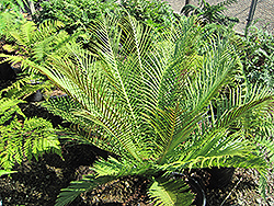 Silver Lady Fern (Blechnum gibbum 'Silver Lady') at Lakeshore Garden Centres