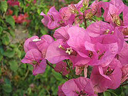 Texas Dawn Bougainvillea (Bougainvillea 'Monas') at Lakeshore Garden Centres