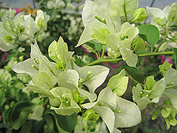 Jamaica White Bougainvillea (Bougainvillea 'Jamaica White') at Lakeshore Garden Centres