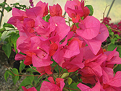 Sundown Orange Bougainvillea (Bougainvillea 'Sundown Orange') at Lakeshore Garden Centres