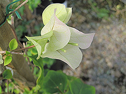 Jamaica White Bougainvillea (Bougainvillea 'Jamaica White') at Lakeshore Garden Centres