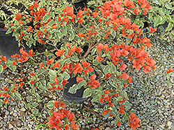 Bambino Baby Sophia Bougainvillea (Bougainvillea 'Baby Sophia') at Lakeshore Garden Centres