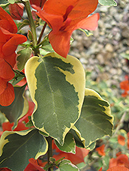 Bambino Baby Sophia Bougainvillea (Bougainvillea 'Baby Sophia') at Lakeshore Garden Centres