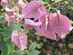 Bambino Baby Lauren Bougainvillea (Bougainvillea 'Baby Lauren') at Lakeshore Garden Centres